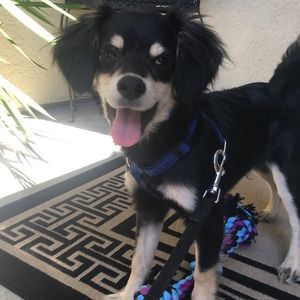 Meet your Posher, Cheyenne